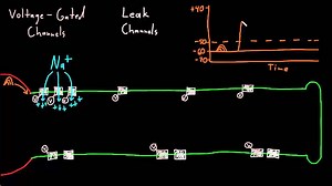 Neuron action potential mechanism