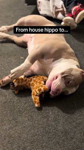 Understanding American Bully Breeds for Pet Owners