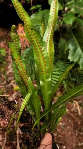 This Rare Fern Has Been Used for Centuries! #shorts #plants #farming