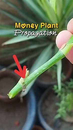 Money Plant / Pothos Propagation 🌱 #homegarden #gardeningideas