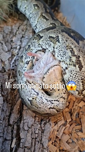 Salvatore Fortuna on Instagram: "Alimentazione Python natalensis Pitone del sud Africa #python #followers #sudafrica #serpenti #animali"