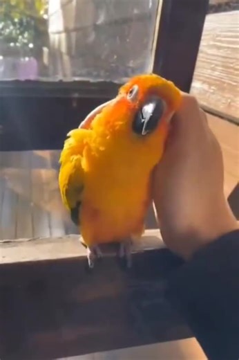 Sometimes we all need a hug 🦜🥰