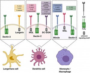 What do lectins do to the human body? [2025] | QAQooking.wiki