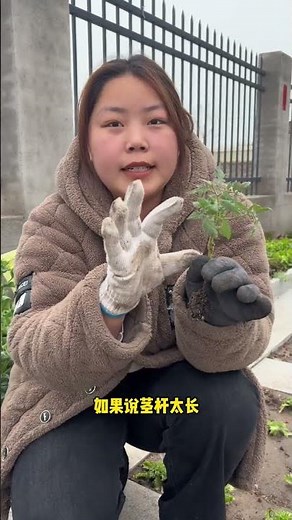 番茄這樣種，產量提升一倍不止！ #番茄 #番茄種植 #種植小技巧 #種植 #種植技術
