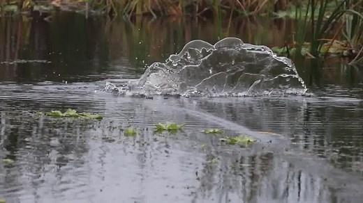 3.6K views · 244 reactions | The SnagProof Phat Frog will take your fishing to a whole new level - premium paint finishes, super sharp custom hooks and built to perform right out of the package! #SnagProof #PhatFrog #FrogFishing #BassFishing #Topwater #Fishing | Snag Proof Lures | Facebook