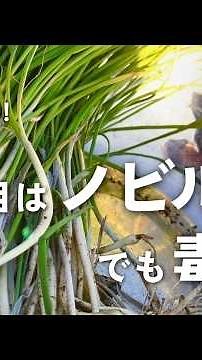 【野草術】ノビルにそっくりの毒草見つけた！〜ノビルの美味しい季節に気を付けたい、毒草との見分け方〜