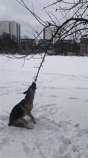 Understanding the German Shepherd: A Complete Guide