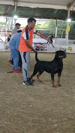 Rottweiler Power 💪| German Breed | Palakkad dog show2025 | 58th and 59th Championship Dog show 2025