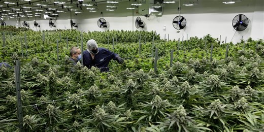 Nevada cannabis sales tax revenue drops 9% as illegal market persists