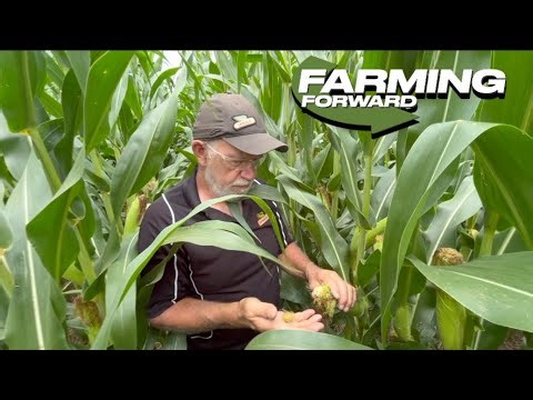 Farming Forward: Using on-farm trials to identify the most profitable nitrogen rate