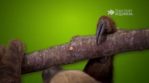 56K views · 1.3K reactions | Meet the Aquarium’s newest (and cutest) resident: Xena, a Linnaeus's two-toed sloth! Xena is around nine months old and gets her warrior princess-like name from the sloth super order Xenarthra. She will eventually be featured in her own exhibit in our upcoming Caribbean Journey wing. Please help us welcome her to the Texas State Aquarium family! #xena #txstateaquarium #sloth | Texas State Aquarium | Facebook