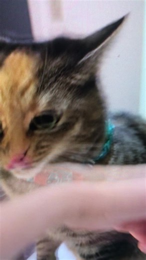 volum polley (@volumpolley)’s videos with original sound - volum polley