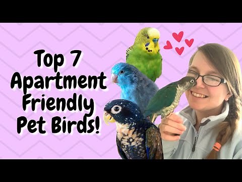 Top 7 Apartment Friendly Birds! | BirdNerdSophie