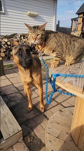 Whats going to happen? 🐕🐈 #puppy #animals #dogshorts #dogs #cat