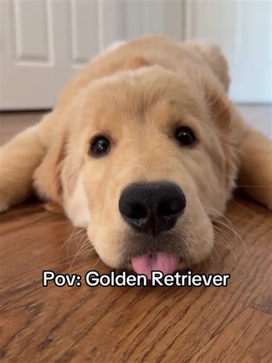 Why Dogs Are Incredibly Cute: A Closer Look