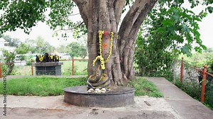 The Indian snake Temple. Spiritual, Mystical and Religious Traditions of India, pooja. Snake, nagas
