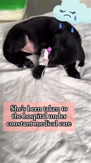 PLEASE GIVE 10SECONDS OF YOUR TIME SHARE AND DONATE ATLEAST $50 TO HELP DOLLY🙏🐶🐾