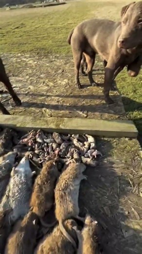 Major Rat Infestation dealt with the correct way #vermin #humane #infestation less#workingdogs