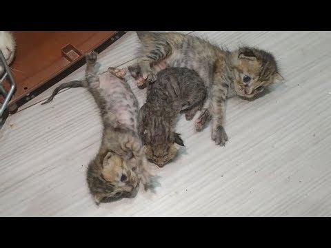 3 Orphan Rescue Kittens Are Still Not Healthy Despite Getting Milk From Nursing Mother Cat