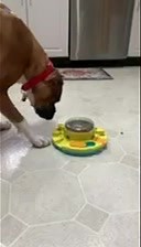 Cubbie is doing amazing! This smart pup is thriving in foster care on Long Island, NY. He loves humans and prefers not yo share his indoor space with other canines but doesn’t mind passing them on walks! Apply to give him his forever home. https://adoptaboxerrescue.com/cubbie/ | Adopt a Boxer Rescue