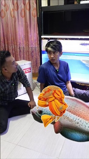 30 MILLION CHANNA FISH FROM INDIA IS SO COOL🤩