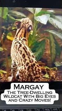 Margay – The Tree-Dwelling Wildcat With Big Eyes and Crazy Moves!