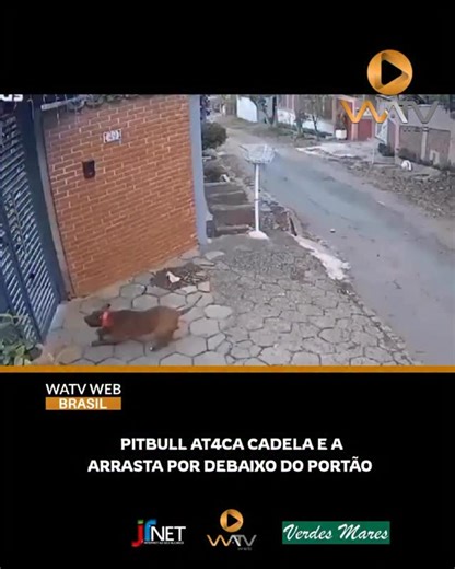 WATV WEB on Instagram: "Um pitbull atacou uma cadela dentro de uma casa em Itupeva (SP) e a arrastou para a rua por baixo do portão, na última terça (14). O dono conseguiu separar os animais, e a cadela, que teve ferimentos na pata, passa bem. O tutor do pitbull, descrito como dócil, se responsabilizou pelas despesas veterinárias. WATV"