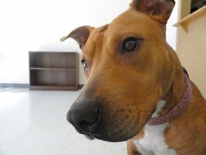 Adoptable Dog of the Week: Ruby is a Gem