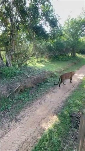 #kumana national park💚🐆🇱🇰 #kumanawildlandtrails
