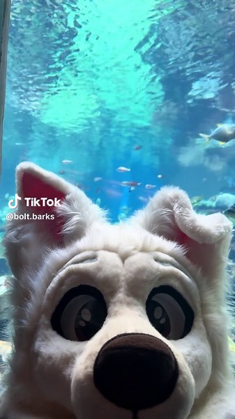 No way.. Bolt at the aquarium!? 🐠 #furry #fursuit #bolt #disneybolt