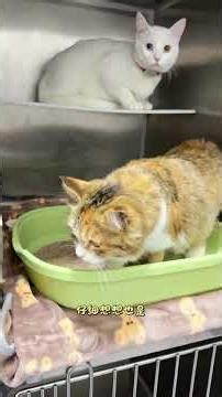 Heartwarming Homecoming: Our Kitten's Journey Back to Health 🐾 EverythingIsLove