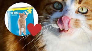 Welches Katzenfutter ist das beste? Eigenmarken überzeugen im Test