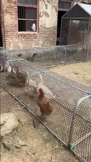 Beautiful Farmyard Scene with Chickens and Ducks in a Rustic Enclosure🦢🦆🐔🐓