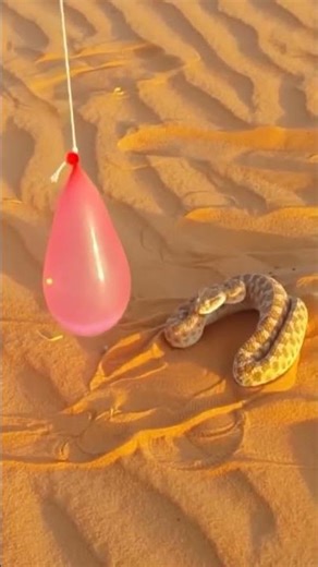 snake attack speed test #wildanimals #animalplanet #python #reptiles #snake #animalworld