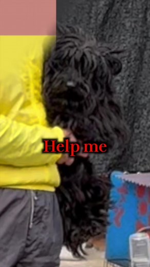 調査依頼を受け向かった〇〇県。 山奥に多くの犬達の叫び声が聞こえる場所がありました。。。 本日は皆さんにジャッジいただく内容となっております。みなさんはこれをみてどう思いますでしょうか❓ #ブリーダー #悪徳ブリーダー #犬 #猫 #spa齋藤 #ペット業界と言えばSPA