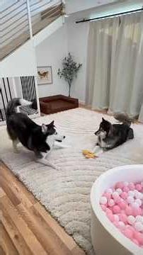 Dogs Have 2-STORY APARTMENT 😳🐕 #dog #pets #puppy