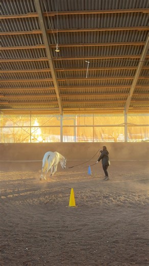 Horselover: Tipps zum Longieren mit Araber-Camaquemix