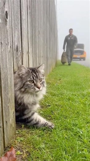 😺 🐈‍⬛ Giant Cat squeezes through fence for Dad! #cat