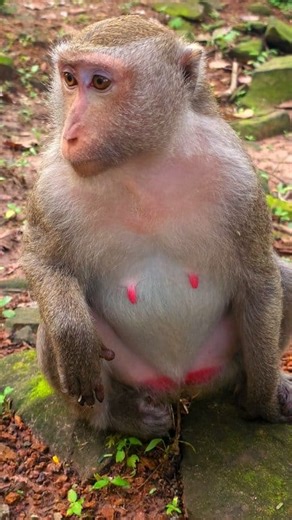 Astra monkey, she has pregnancy. | John Stewart