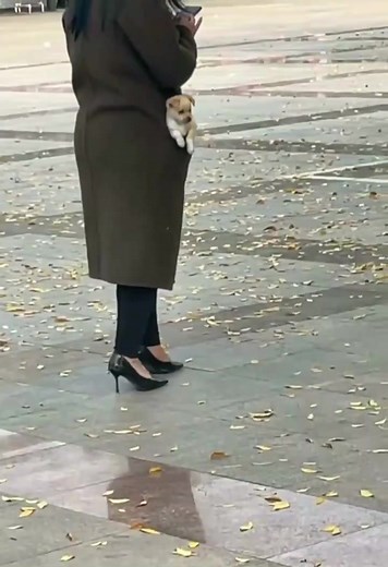 5M views · 105K reactions | Little Pocket Doggy  @cuteanimalshare #dogs #puppies #cutenessoverloaded #cutedogs #cutepets #cuteanimals #cuteanimalshare #adorablepuppies | Cuteanimalshare | Facebook