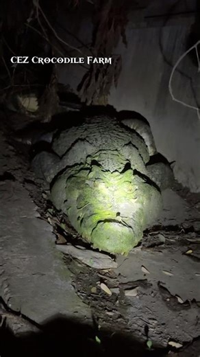 Prehistoric assassin lurks in the night #CEZcrocodileFarm#Animals#Reptiles#Wildlife#Crocodile#shorts