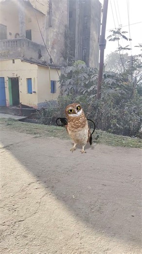 owl dance funny 🤣 #effect