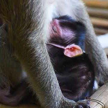 Newborn baby macaque sleeping
