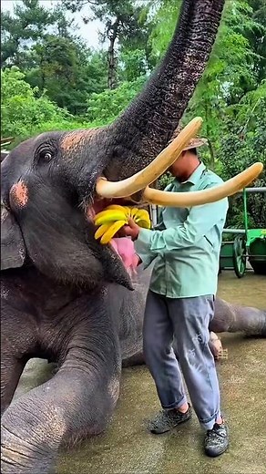 This Is Why Elephants Are Smarter Than You Think 🐘🥥