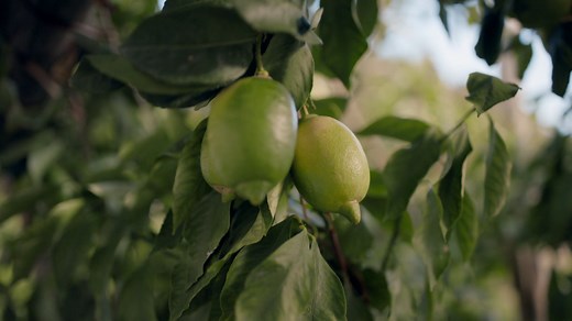 Where you'll find the best lemons in the world
