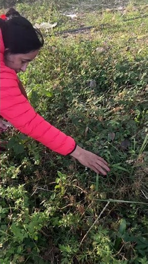 Mimosa Pudica Touch me not plant Lajawoti लजावती Shame Plant LAB TV Nepal shorts #mimosapudica