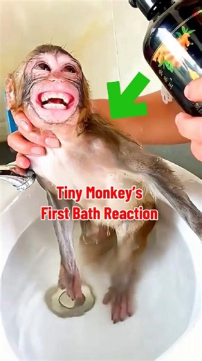 Tiny Monkey’s First Bath Reaction Is Priceless! 🐒😂🛁#shorts