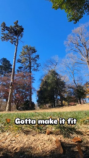 Is this still considered topping?? #ilovemyjob #treetrimmer #treeninja #sendit #treesurgeon #treestuff #bigwood #gobigorgohome #samsonropetechnologies #treelife #husqvarna390xp #husqvarna395xp #huqvarna562xp #fiori'sring #treestuff#cmc83hd #bobcatmt100 #treesurgeonsofinstagram #getrichorclimbtrying #sendit🔥 | Travis Dillard