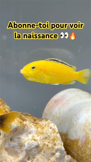 Nouvelle femelle Labido en incubation 💛🥚