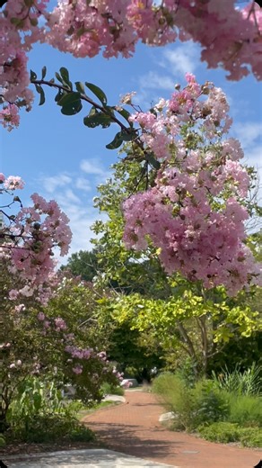 Spring is HERE & the blooms are POPPING! 🌸 The first signs of spring are everywhere - cherry blossoms, tulips, and fresh green trails! 🌷✨ There’s no better time to get outside and find your path to nature. Celebrate the season with us at Your Path to Spring! 🌼 Join us April 18–20 for: 🌿 Guided nature walks 🐞 Conservation chats 🎶 Live music & kids’ crafts 🐰 Spring Trails & Cottontails on April 20! Spring is just getting started, and so are we! 🌞 Comment the word “SPRING” for the registrat